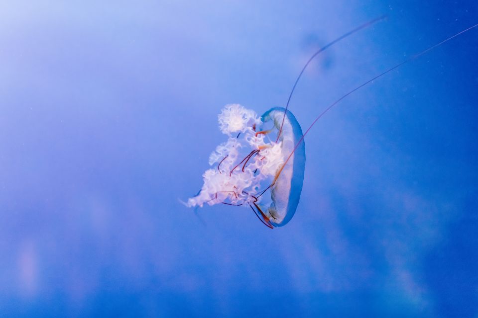Medusa all'Acquario di Genova