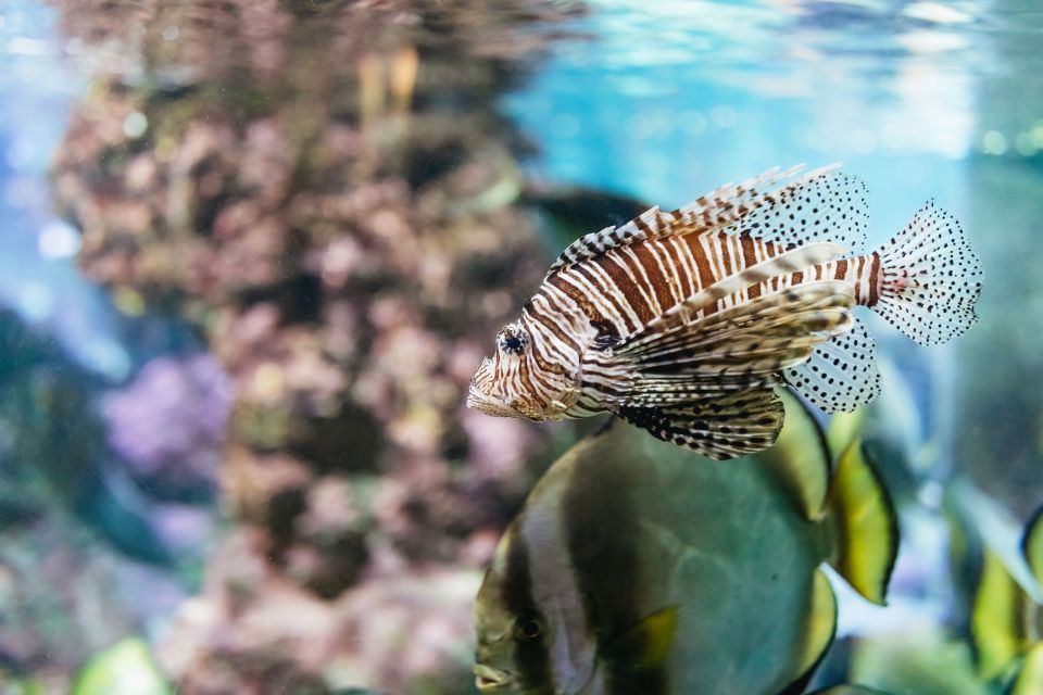 Pesce in una vasca dell'Acquario di Genova