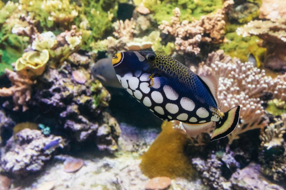 Pesce in una vasca dell'Acquario di Genova