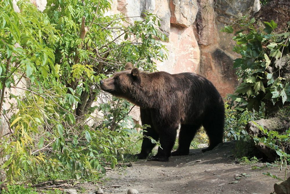 Orso all'Alpenzoo di Innsbruck