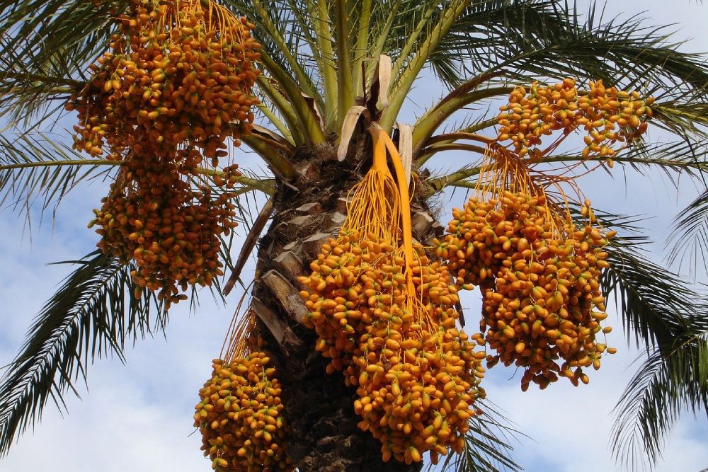 Palma da dattero con rami di datteri