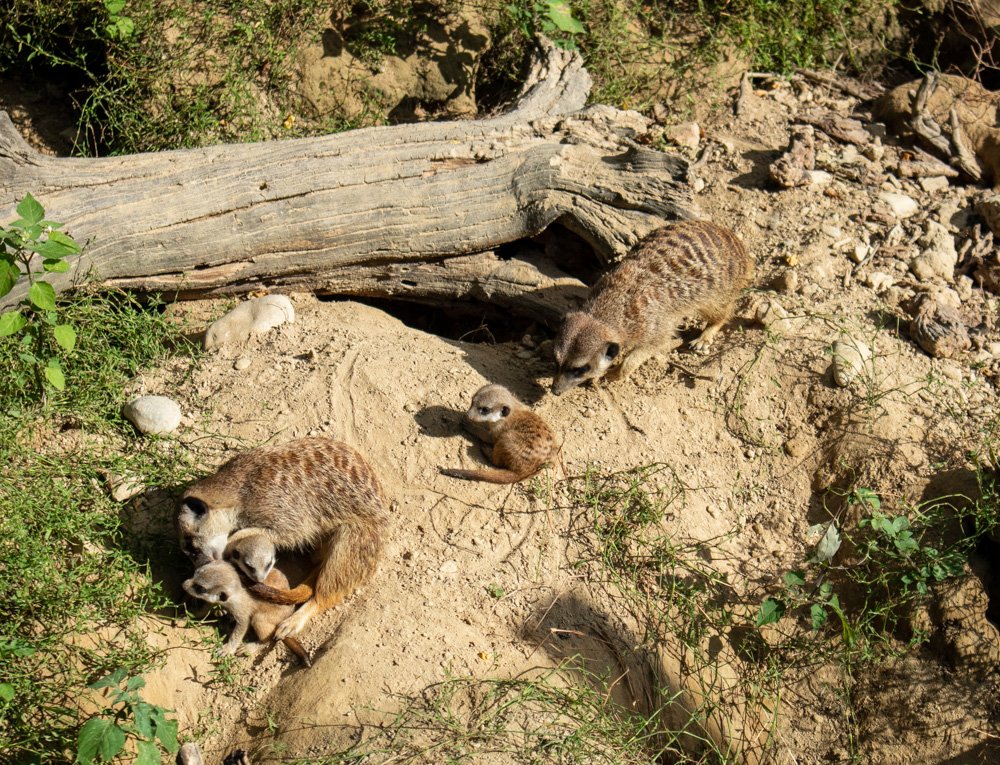 Famiglia di suricati allo Zoo di Mulhouse in Alsazia, Francia