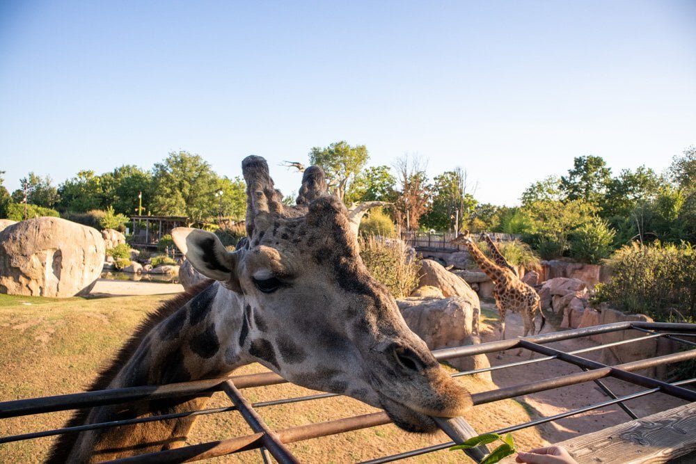 Giraffa al bioparco Zoom Torino