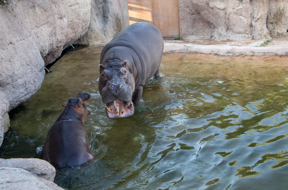 Ippopotami al bioparco Zoom Torino