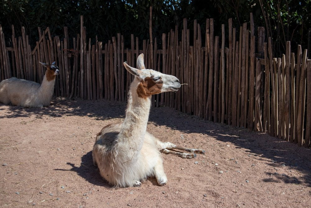 Lama al parco Zoom Torino
