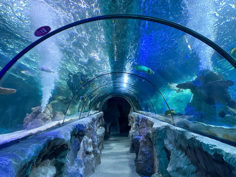 Ocean Tunnel a SEA LIFE Great Yarmouth