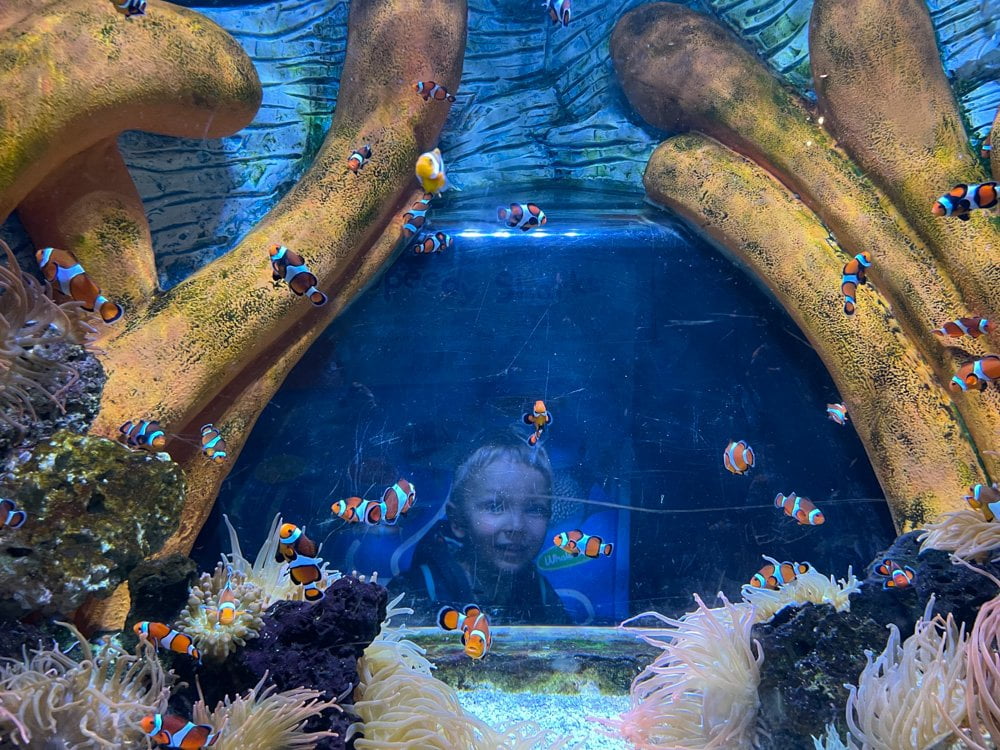 Il baby blogger dall'altro lato della vasca con i pesci pagliaccio all'acquario SEA LIFE di Great Yarmouth