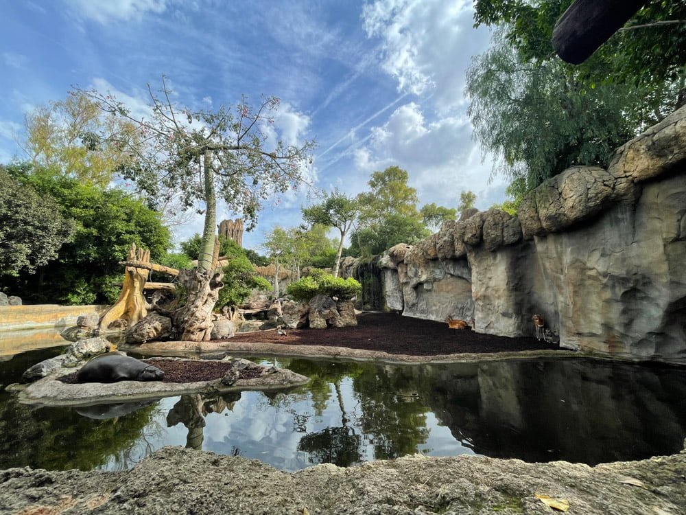 Ippopotamo al BIOPARC Valencia