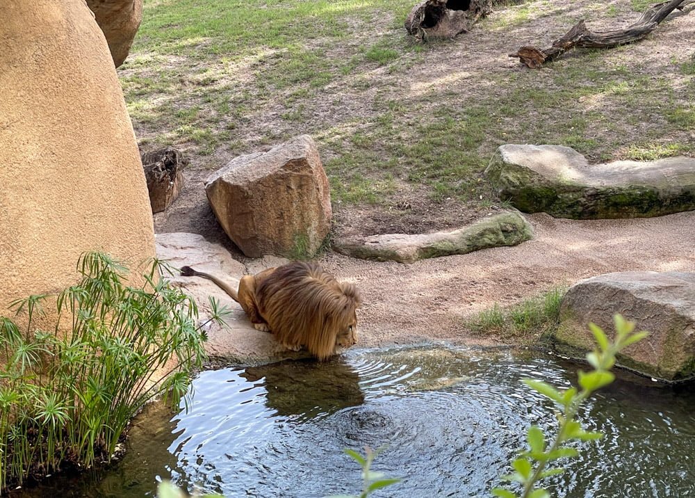 Leone al BIOPARC Valencia