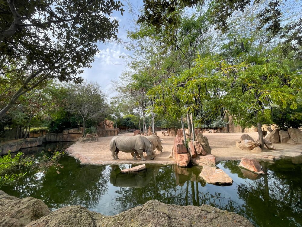 Rinoceronti al BIOPARC Valencia