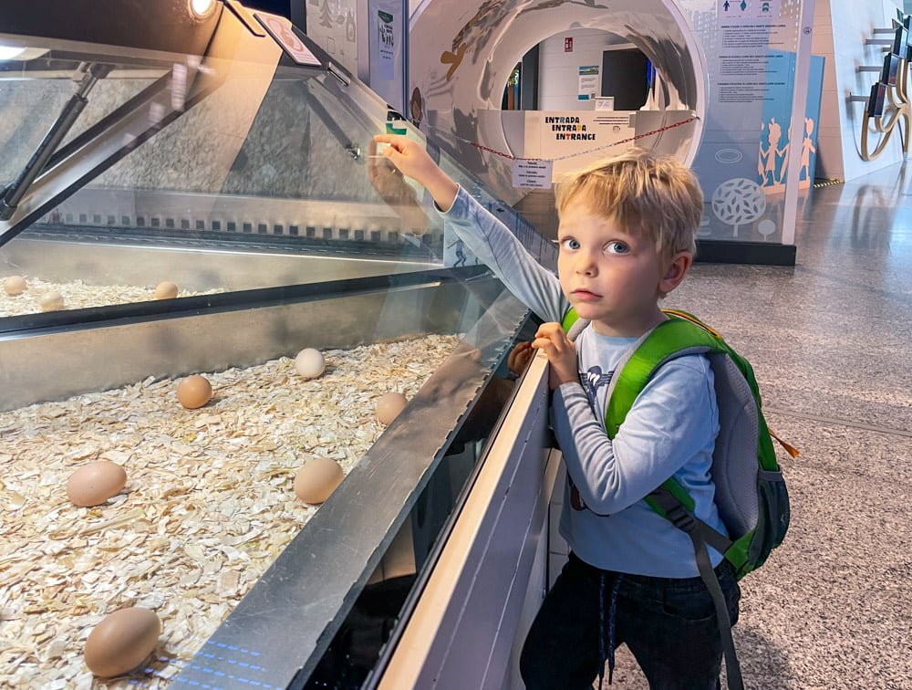 Figlio di Paola Bertoni davanti all'incubatrice con le uova al Museo delle Scienze di Valencia