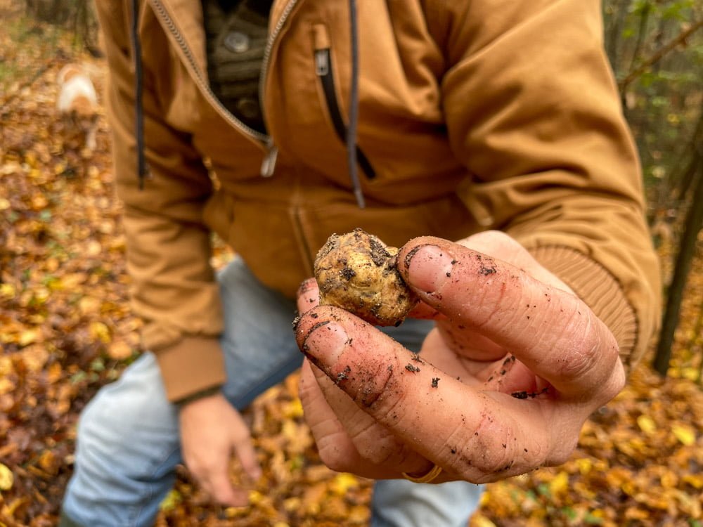 Tartufo bianco trovato durante la caccia al tartufo con Tartufi nel Cuore di Francesco Gemignani a San Miniato