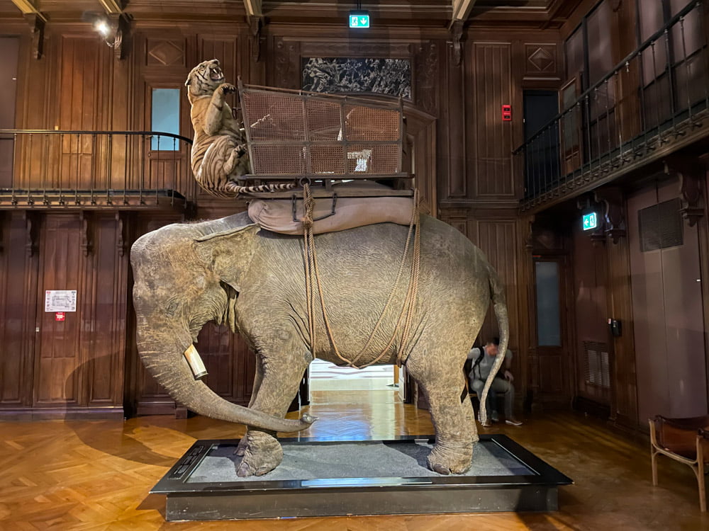 Il gruppo dell'elefante con la tigre esposto nella Grande Galleria dell'Evoluzione di Parigi