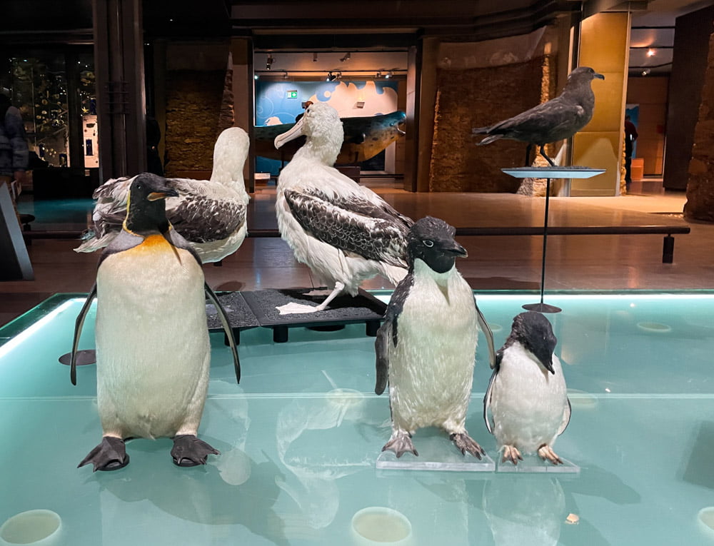 Gruppo di pinguini esposti alla Grande Galleria dell'Evoluzione di Parigi