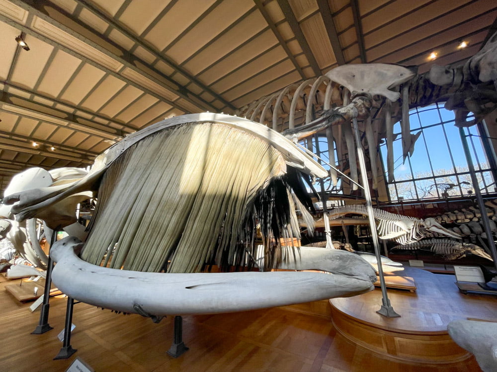 I denti fanoni di un cetaceo esposto nella Galleria di Paleontologia e Anatomia Comparata di Parigi