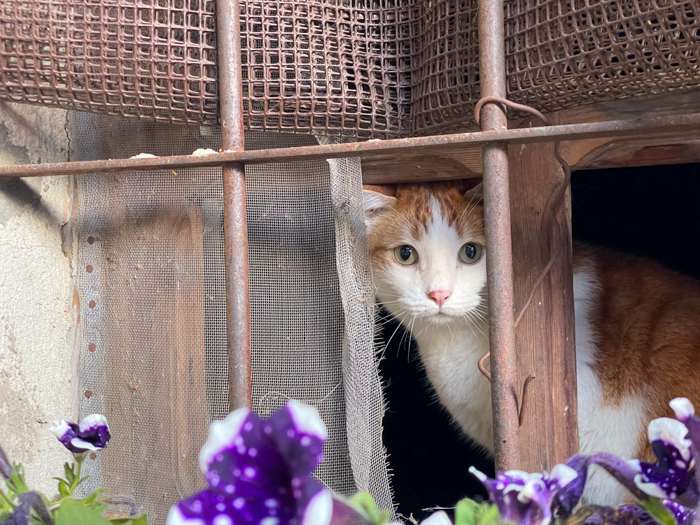 Gatto affacciato a una finestra nel borgo di Laux, frazione di Usseaux