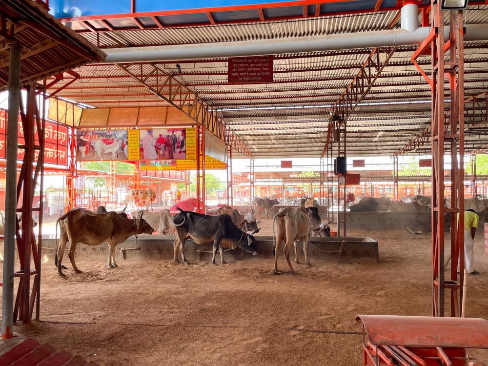 Il rifugio per mucche di Nagaur, in India