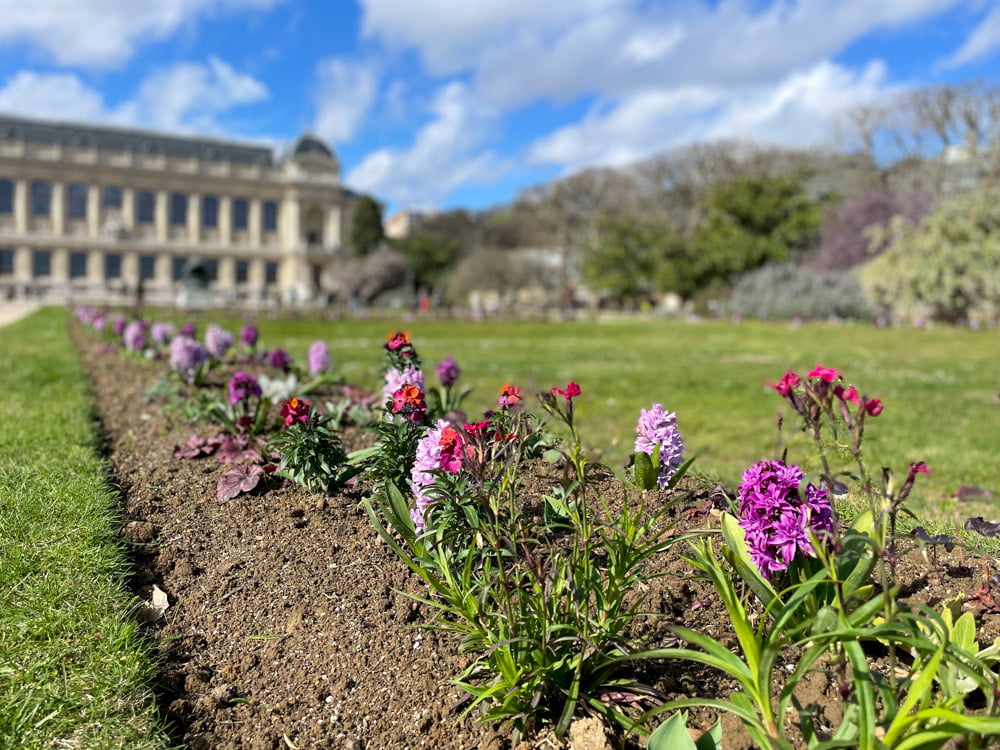 Fiori al Jardin des Plantes di Parigi