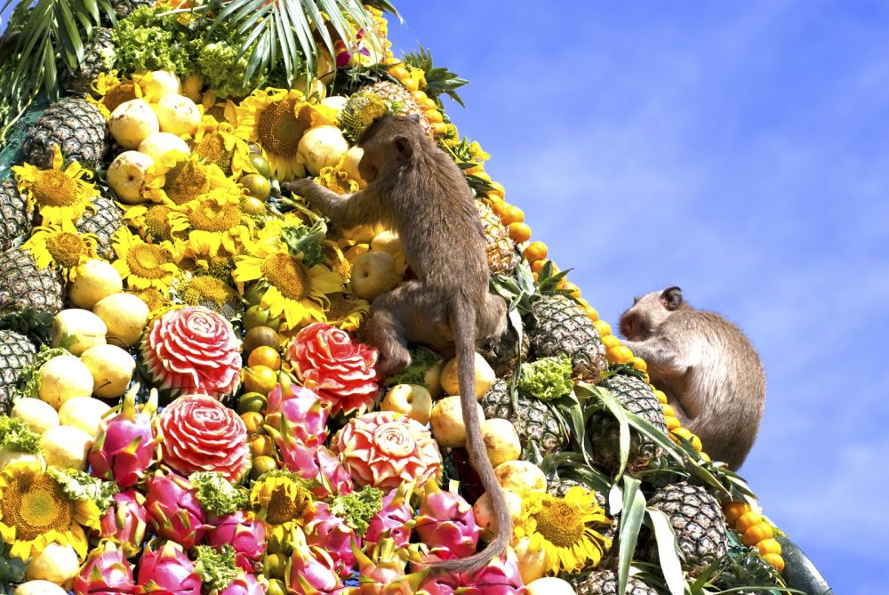Monkey Buffet Festival a Lopburi, Thailandia
