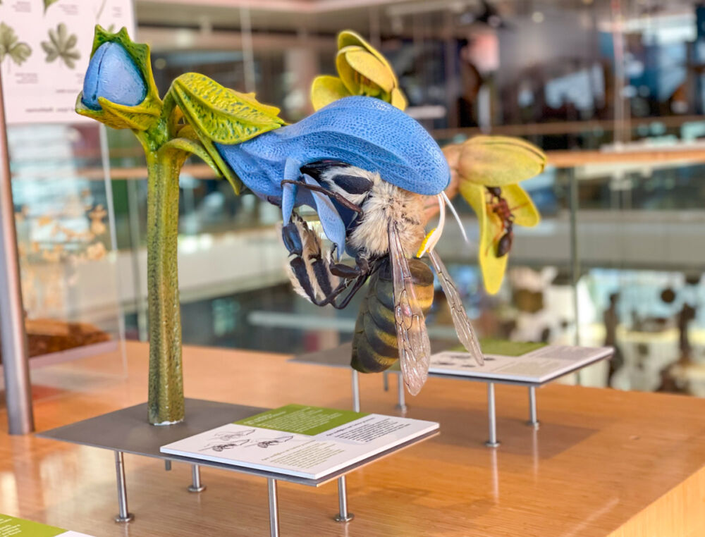 Ingrandimento di ape al MUSE di Trento