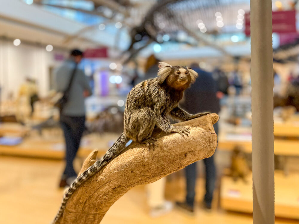 Marmosetta imbalsamata al MUSE di Trento