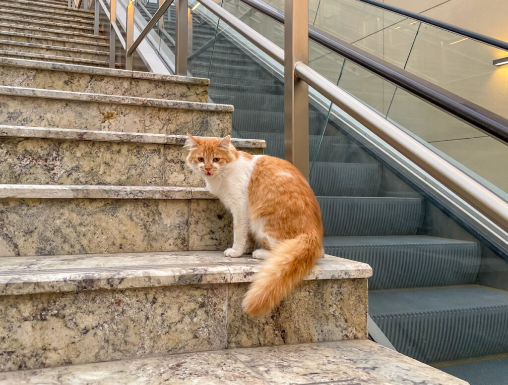 Gatto a una fermata della metropolitana di Doha, Qatar
