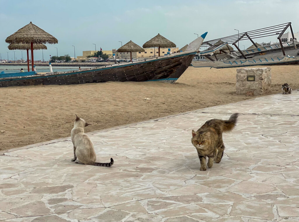 Gatti sulla spiaggia di Al Wakrah, Qatar
