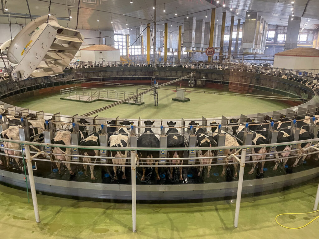 Sala di mungitura rotante nella Baladna Farm in Qatar