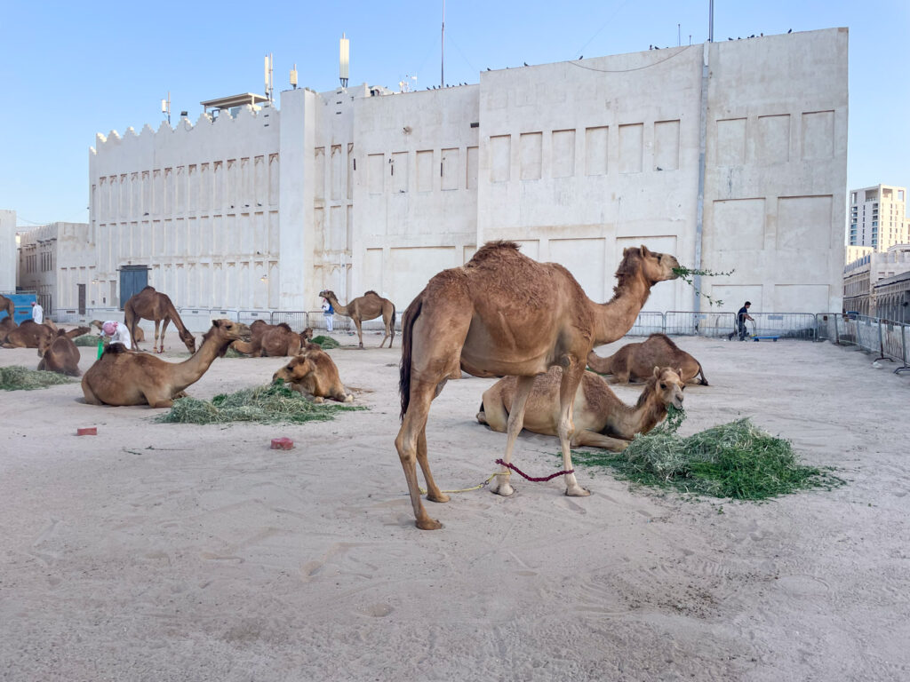 Cammelli nelle scuderie vicino al Souq Waqif, Doha
