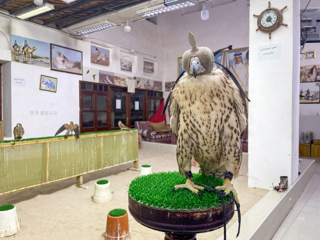 Falco in un negozio del Falcon Souq a Doha
