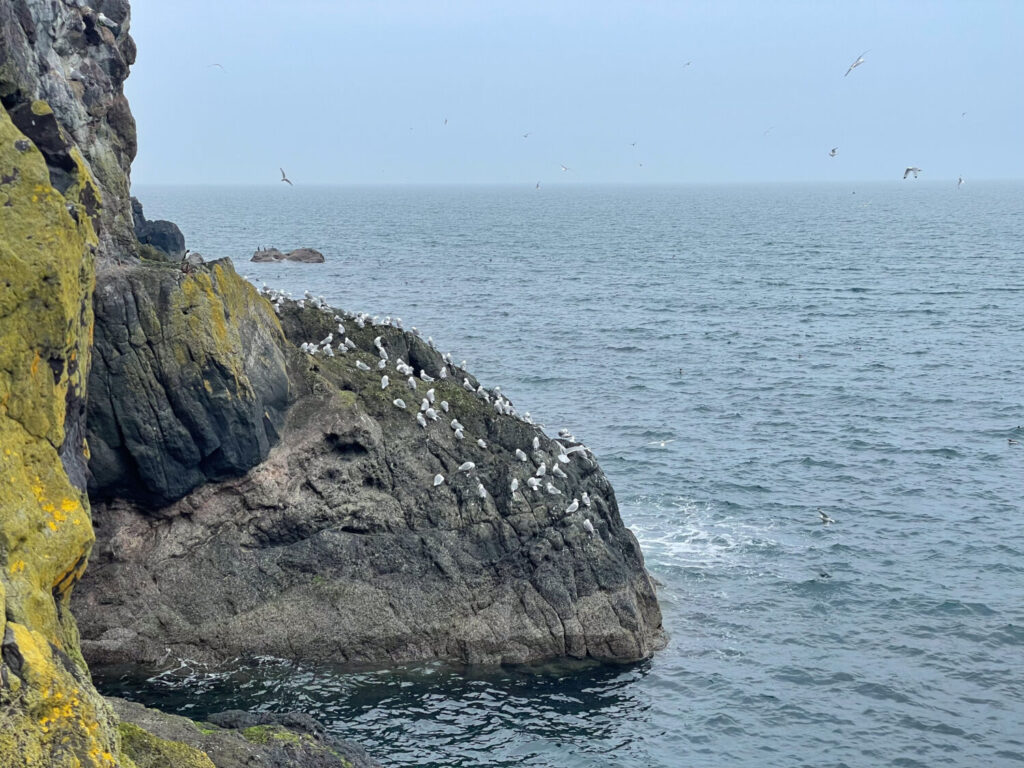 Uccelli marini in fase di corteggiamento al termine di The Gobbins, Irlanda del Nord
