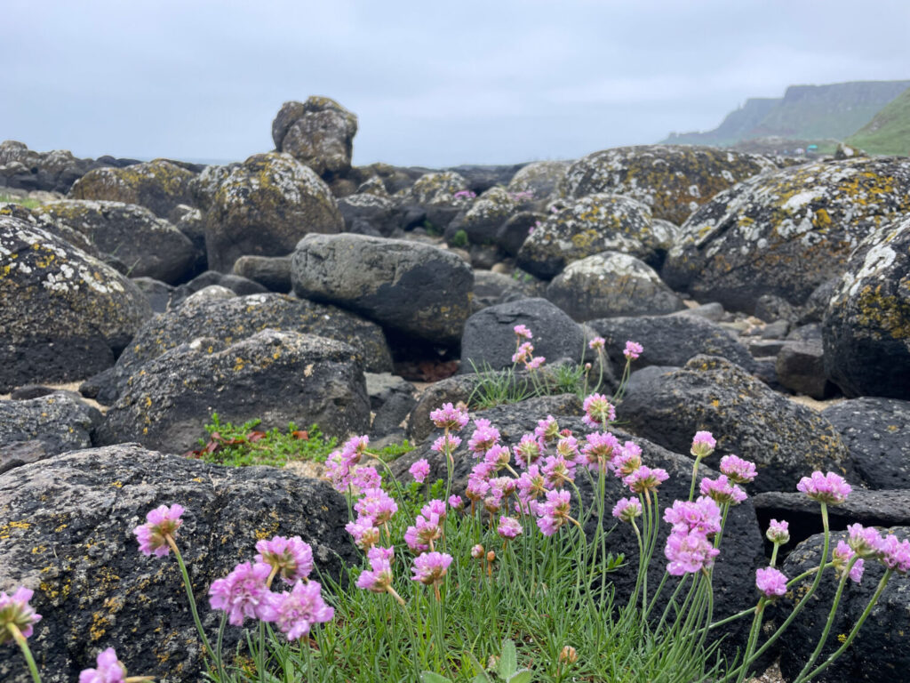 Rocce di basalto e fiori lungo il Selciato del Gigante, in Irlanda del Nord