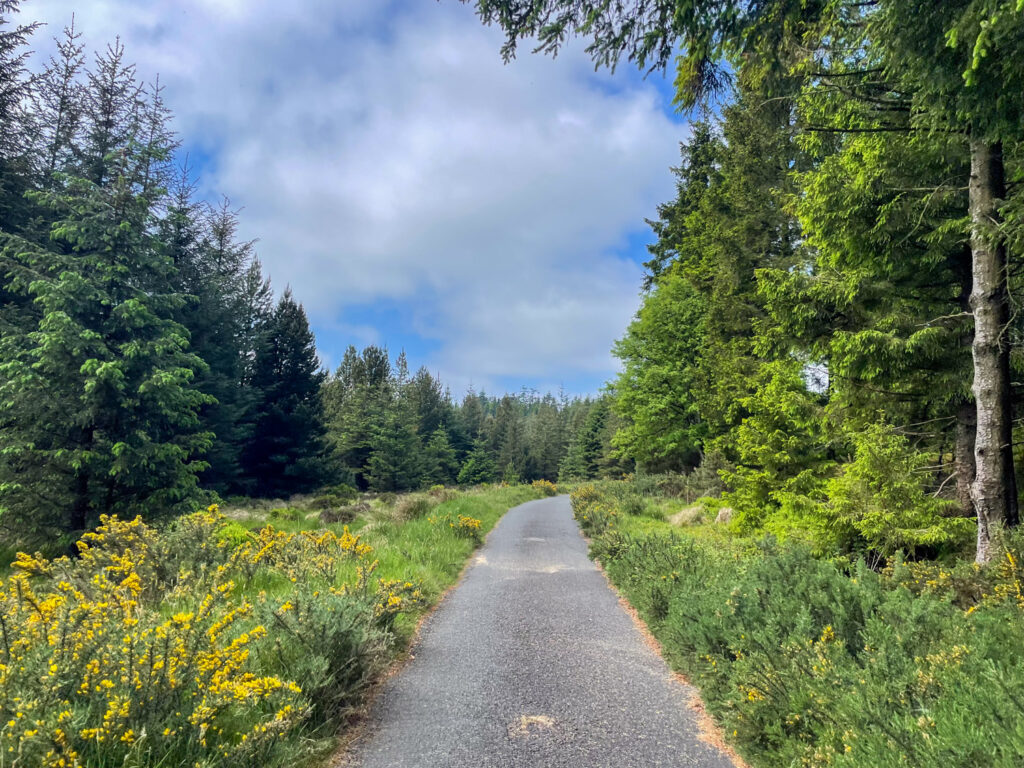Sentiero che costeggia la foresta all'interno del Dark Sky Park di Omagh