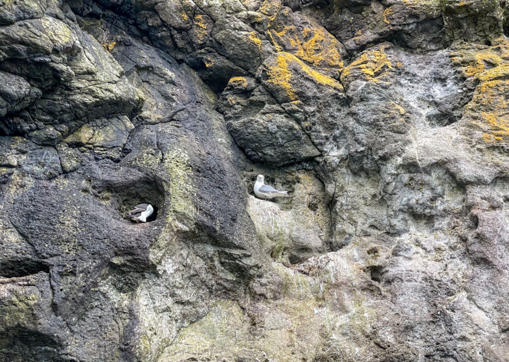 Nidi di gabbiani sulla scogliera lungo il percorso The Gobbins, Irlanda del Nord