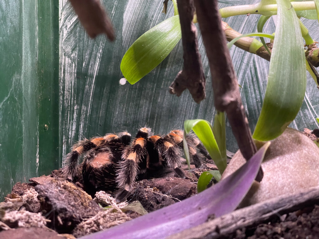 Ragno in una teca all'Acquario Nazionale di Malta