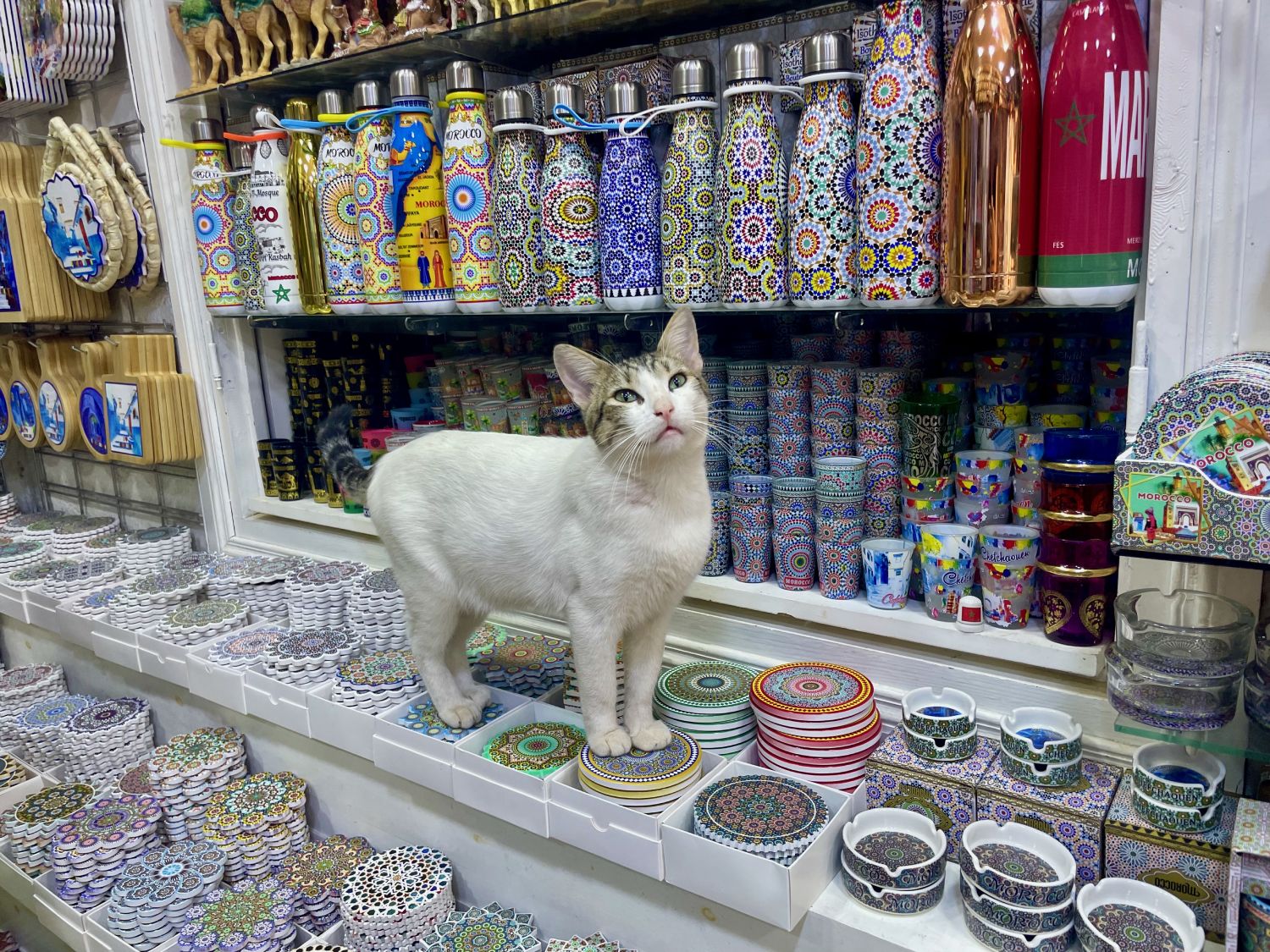 Gatto in un negozio di souvenir a Chefchaouen, Marocco