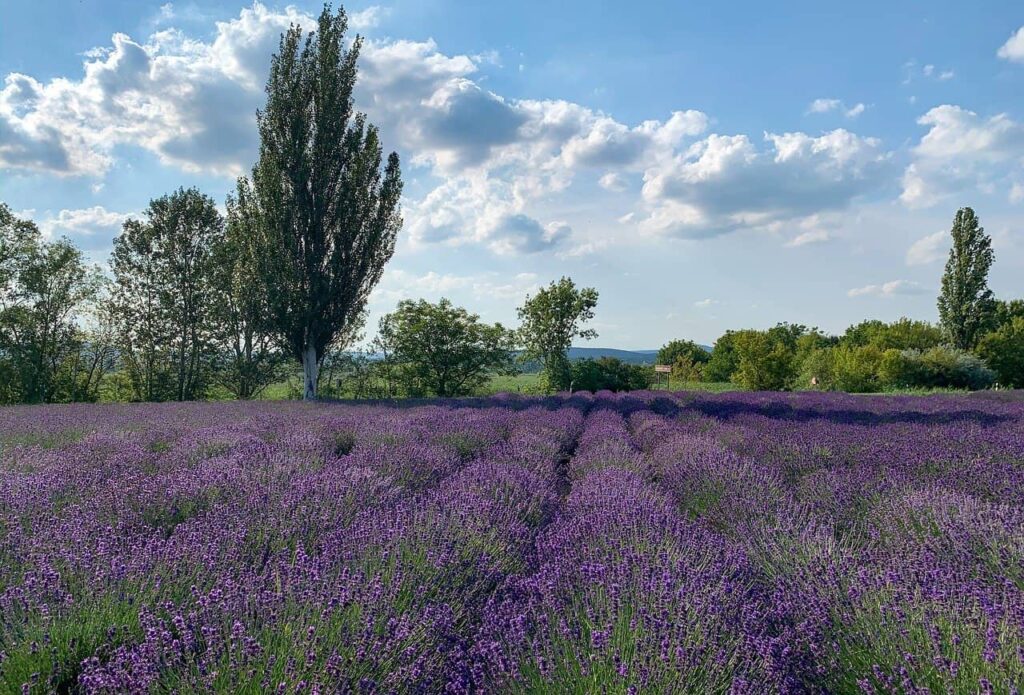 Campi di lavanda di Tihany durante la fioritura
