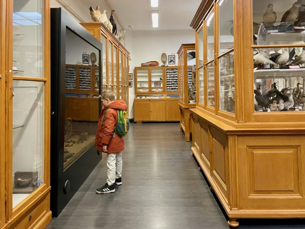 Ben Bertoni osserva le vetrine con gli animali imbalsamati all'Interactive Science Knowledgestore di Szeged