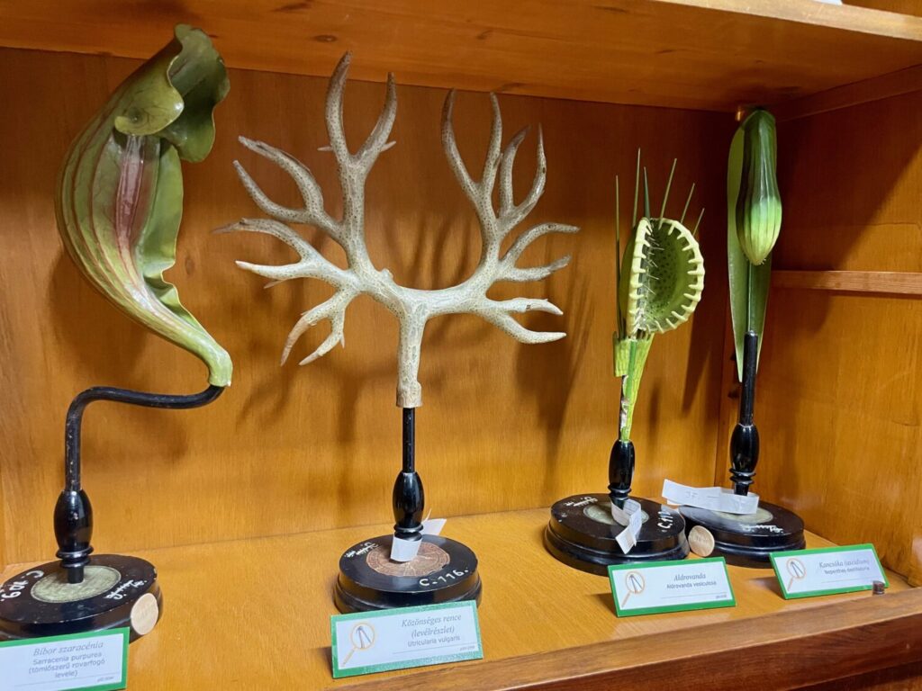 Fiori di gesso conservati all'Interactive Science Knowledgestore di Szeged