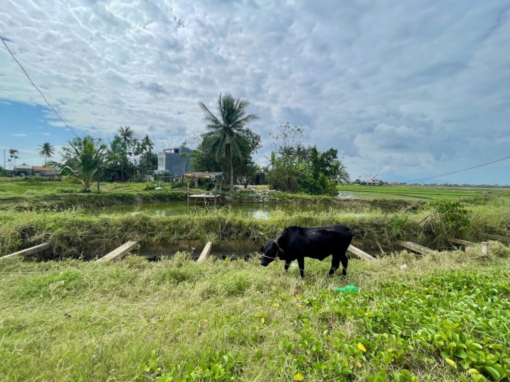 Bufalo nella campagna intorno a Hoi An, Vietnam