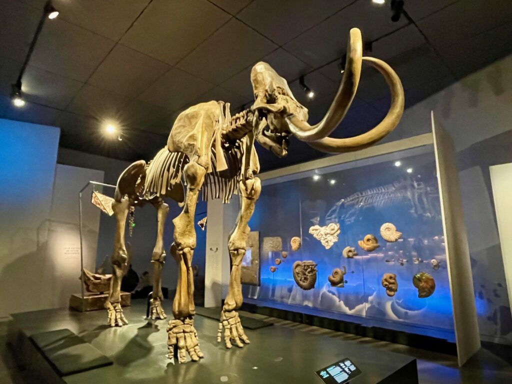 Scheletro di dinosauro al Museo della Confluenza di Lione
