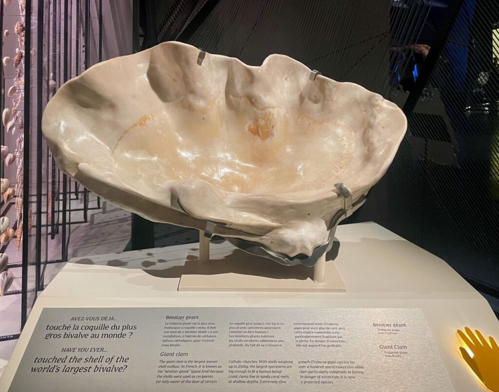 Acquasantiera ricavata da una conchiglia del più grande bivalve del mondo esposta al Museo della Confluenza di Lione