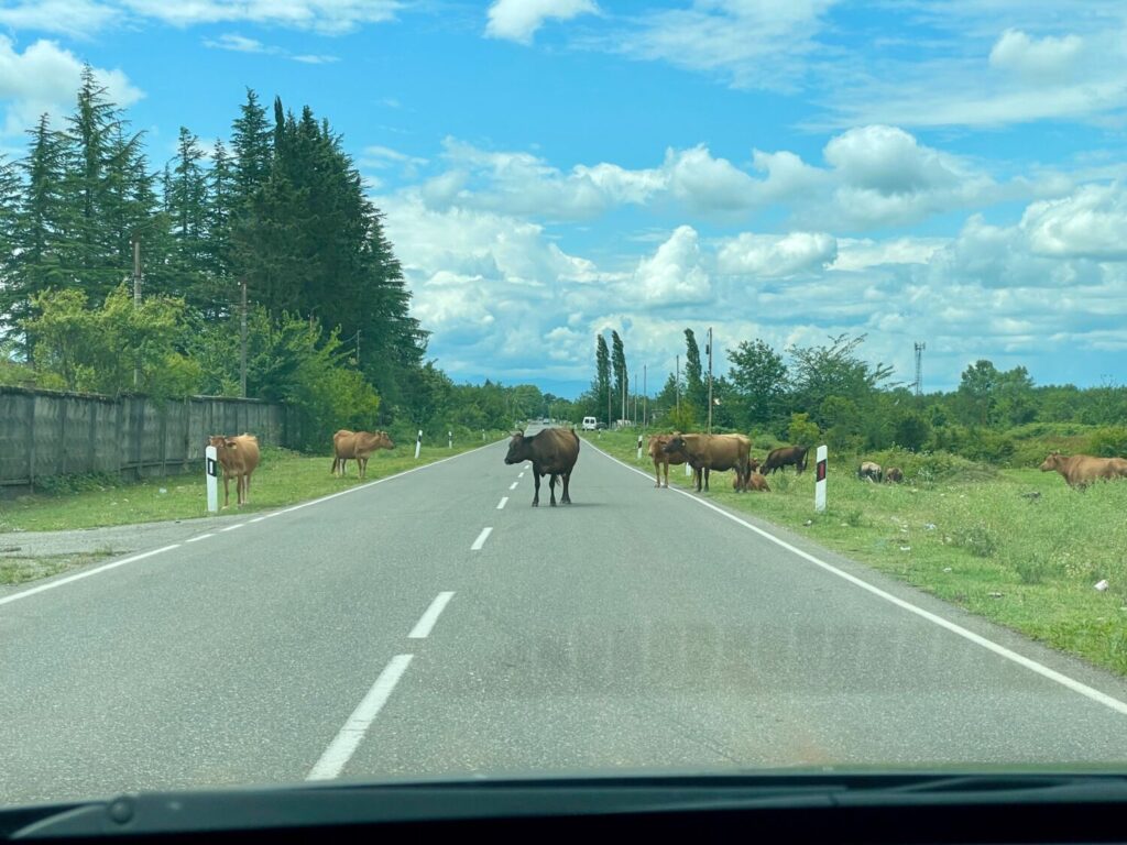 Guidare in Georgia significa anche condividere la strada con le mucche