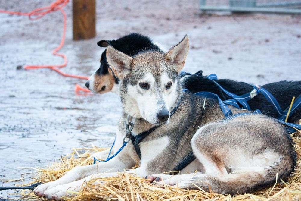 Cani da slitta, foto Flavia Iaorli di In giro con Fluppa