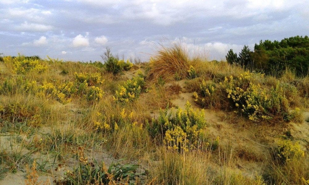 Dune di Tirrenia in fiore, foto WWF di Pisa