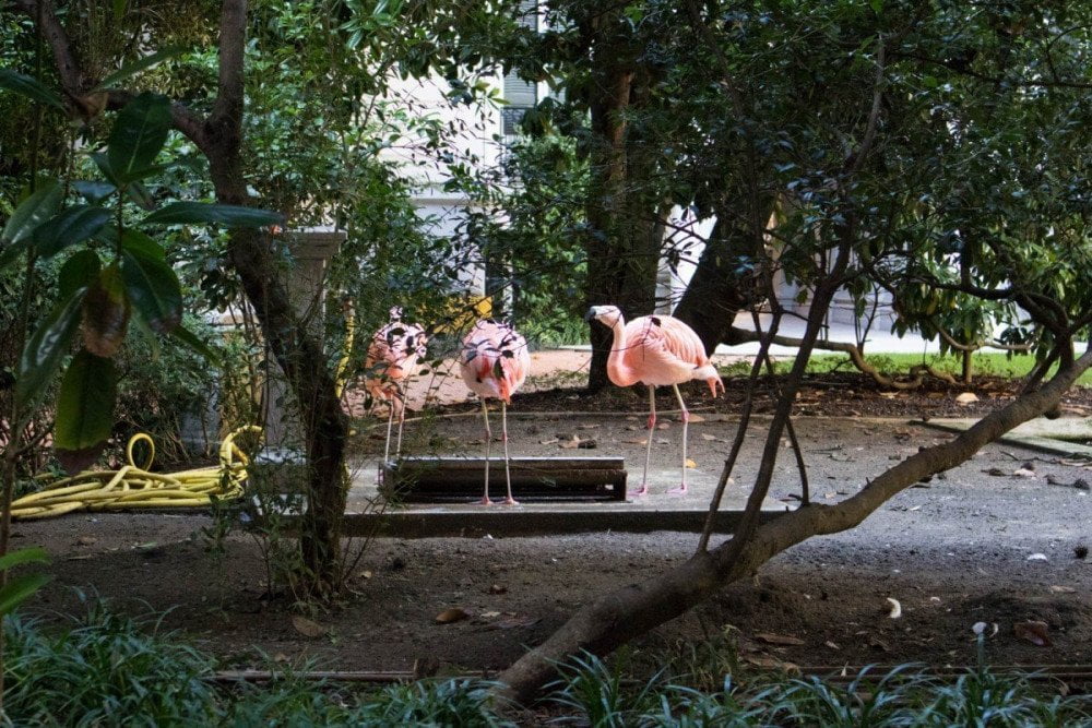 Fenicotteri rosa scuro di Villa Invernizzi a Milano