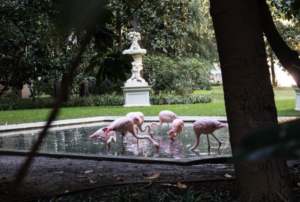 Fenicotteri rosa nel parco di Villa Invernizzi a Milano