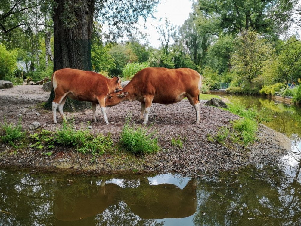 Mucche nella fattoria didattica dello zoo di Monaco Hellabrunn Tierpark