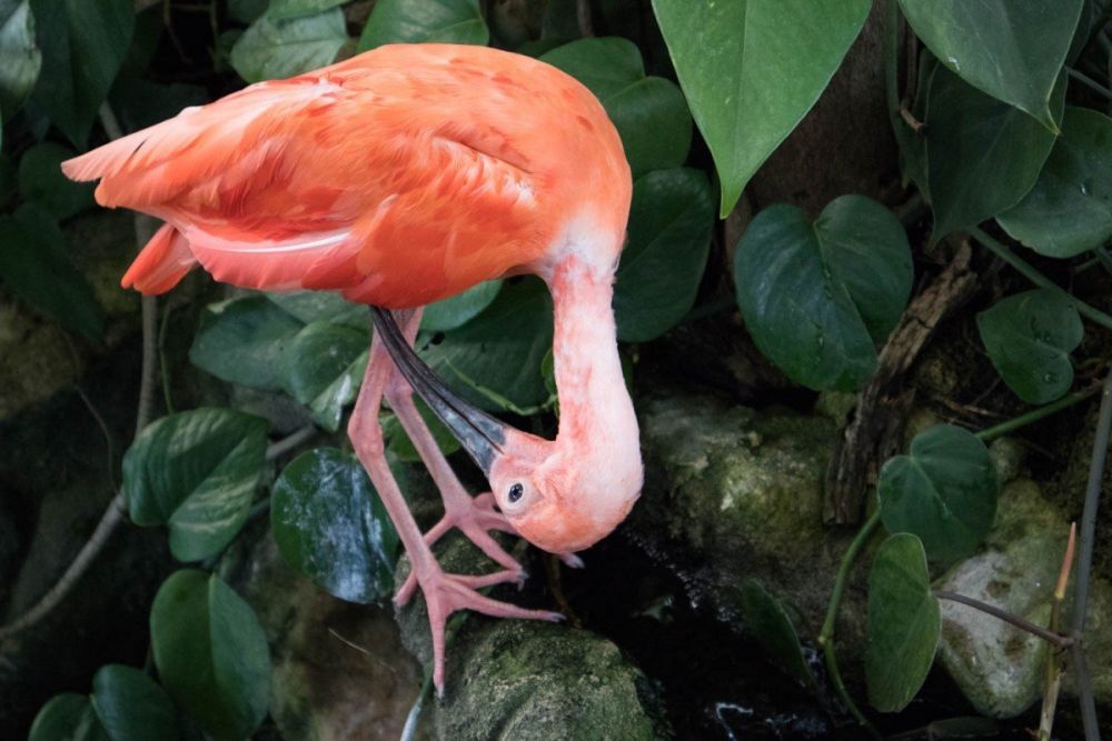 Ibis Scarlatto alla Biosfera di Genova