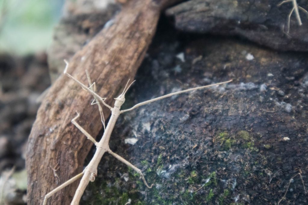 Insetto stecco di Annam alla Biosfera di Genova